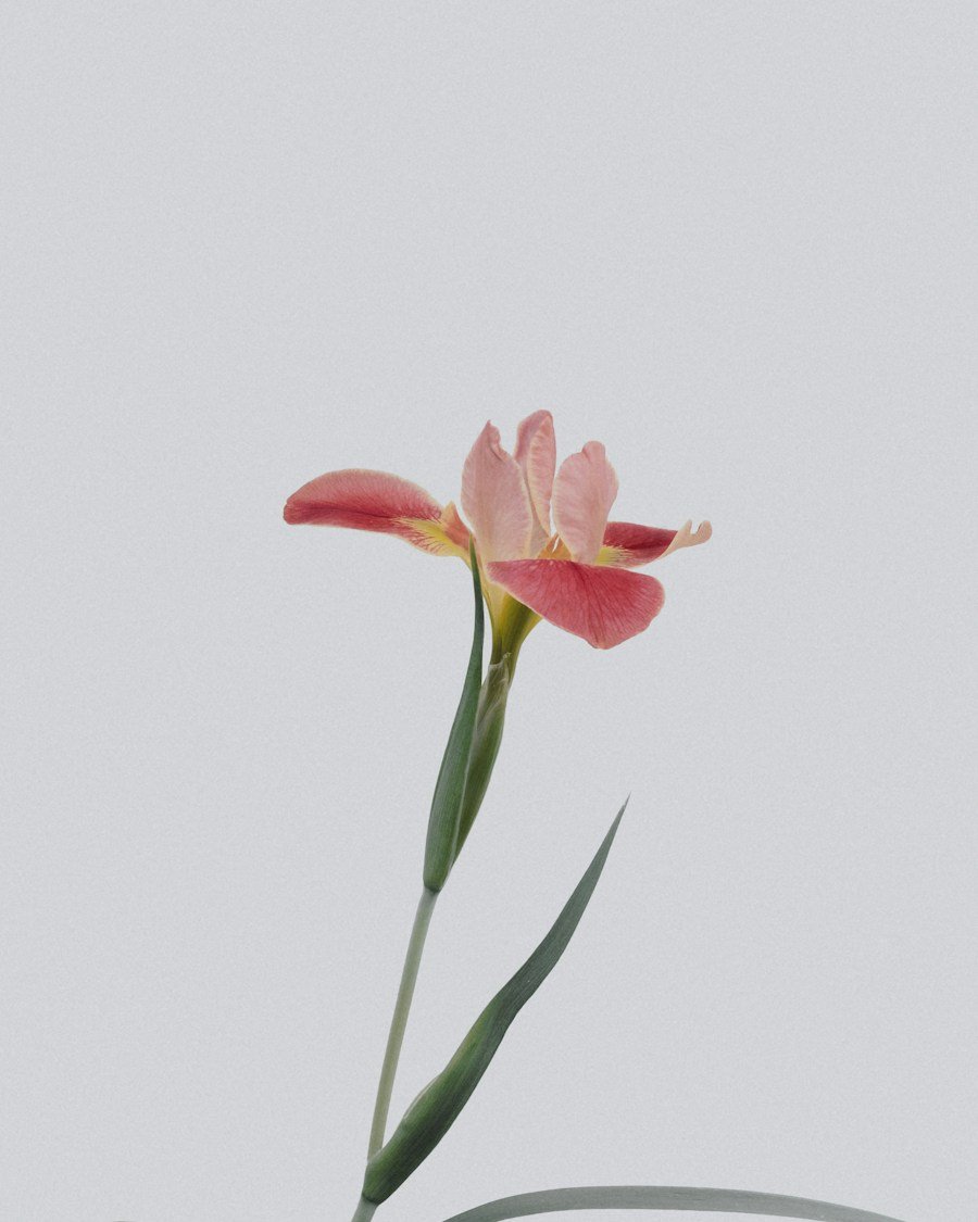 Fresh flowers for someone special